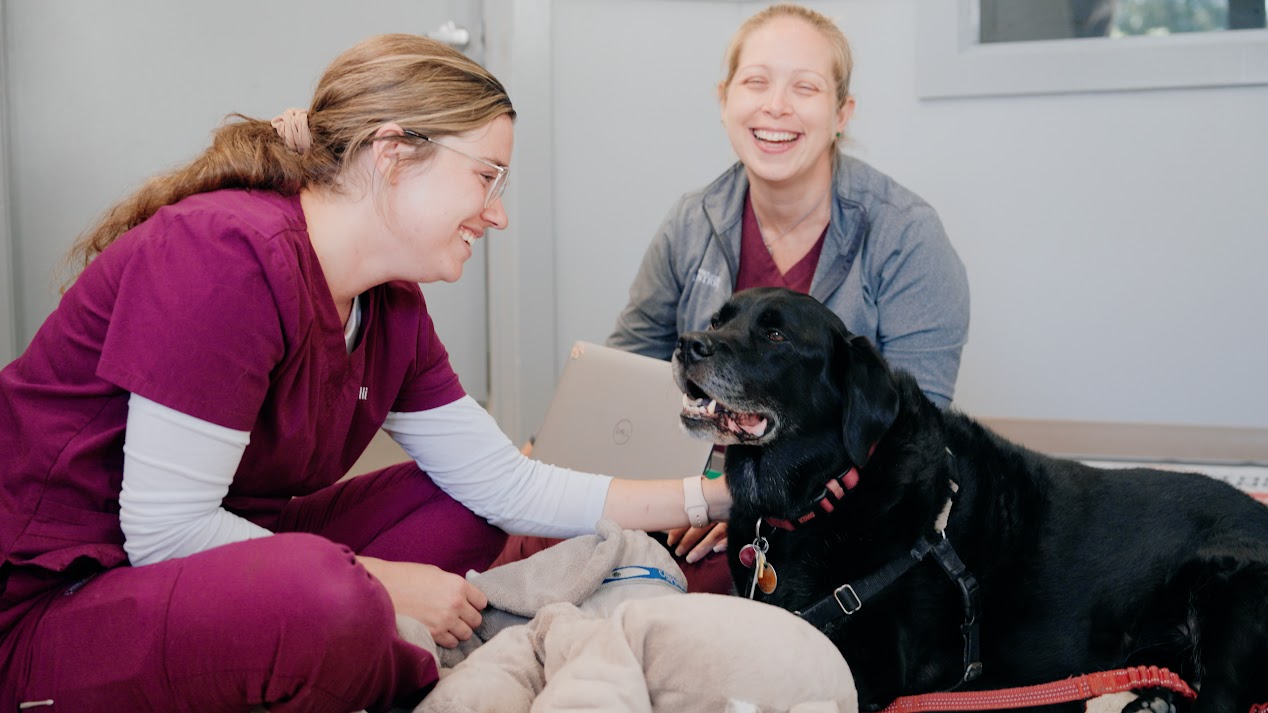 2 Vet Techs Black Dog | Vets In Mount Pleasant SC | Animal Hospitals Of The Lowcountry