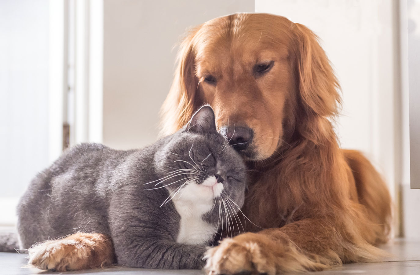 A golden retriever gently rests its head on a content grey and white cat. Both animals are lying closely together on the floor, creating a serene and warm atmosphere.